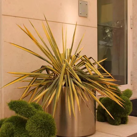 Agnello D'oro Bussolengo